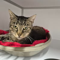 Febus, chat à adopter