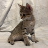 Suzanne, chatte à adopter