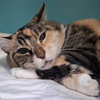 Mydriase, chatte à adopter