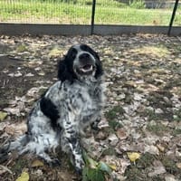 CHASE, chien à adopter