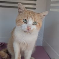 BLEUET, chat à adopter