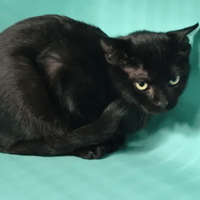 Myla, chatte à adopter