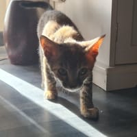 GONIA, chatte à adopter