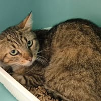 SHINING QCT, chatte à adopter