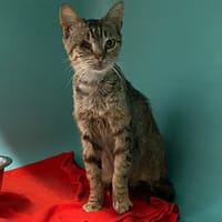 PLUME, chat à adopter