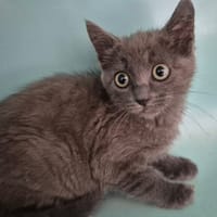 YOYO QCT, chatte à adopter