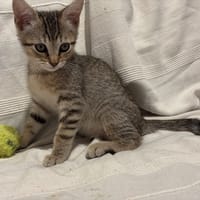 Sadie, chatte à adopter