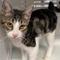 miguel, chat à adopter