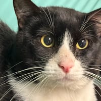 carlito, chat à adopter