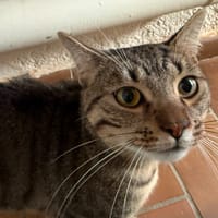 simba, chat à adopter