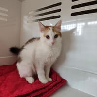 Aloé, chatte à adopter
