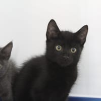 babille, chat à adopter
