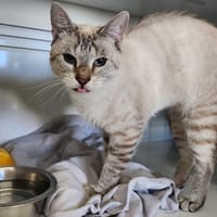 diamand, chat à adopter