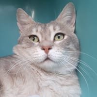 Otus, chat à adopter