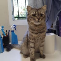 pab29210 LUNA, chatte à adopter