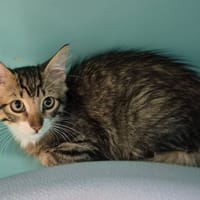 MATRIX QCT, chat à adopter