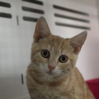 belinda, chatte à adopter