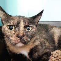 Calypso, chatte à adopter