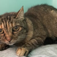 Pirouette, chatte à adopter