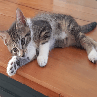 LINETTE (réservée), chatte à adopter
