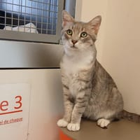 Toopac, chat à adopter
