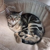 onolulu, chat à adopter