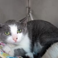 Pepper, chat à adopter