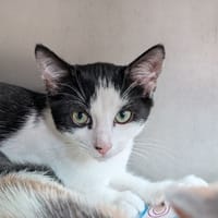Patch, chat à adopter