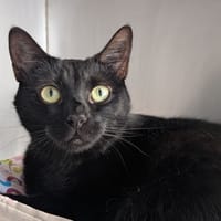 TALIA, chatte à adopter