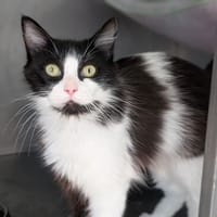 Achélois, chatte à adopter