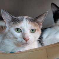 Queenie, chatte à adopter