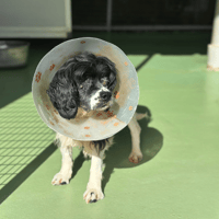 Jihnny, chienne à adopter