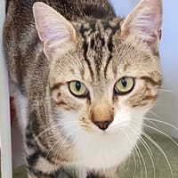 Confetti (réservé), chat à adopter