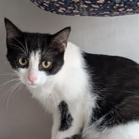 ZINZINETTE, chatte à adopter
