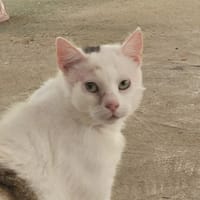 DANY, chat à adopter