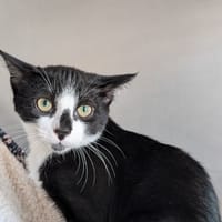 ZIGOTO, chat à adopter