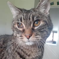 Gribouille, chat à adopter