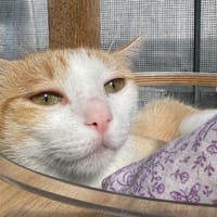 BRIE, chatte à adopter