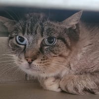 CHA'MELLE, chatte à adopter