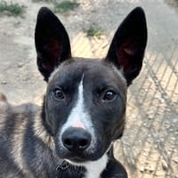 TOUNDRA, chienne à adopter