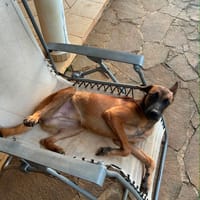 Ambre, je suis câline et joueuse, chienne à adopter