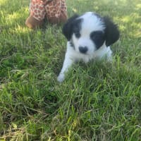 Różyczka, suczka do adopcji