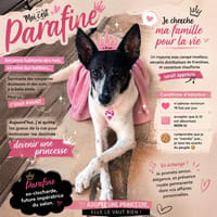 Paraffine, chienne à adopter