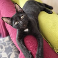 Loulou, chat à adopter