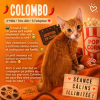 Colombo, chat à adopter
