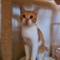 Evadé, chat à adopter