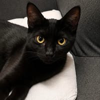Zeek, chatte à adopter