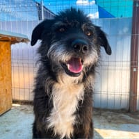 COAL, chien à adopter