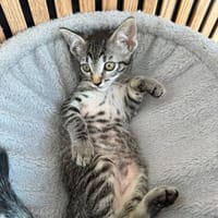 JUANA, chatte à adopter