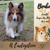 Bonbon, chienne à adopter